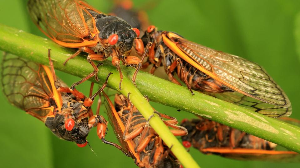 Brood X Cicadas Emerge After 17 Years Underground