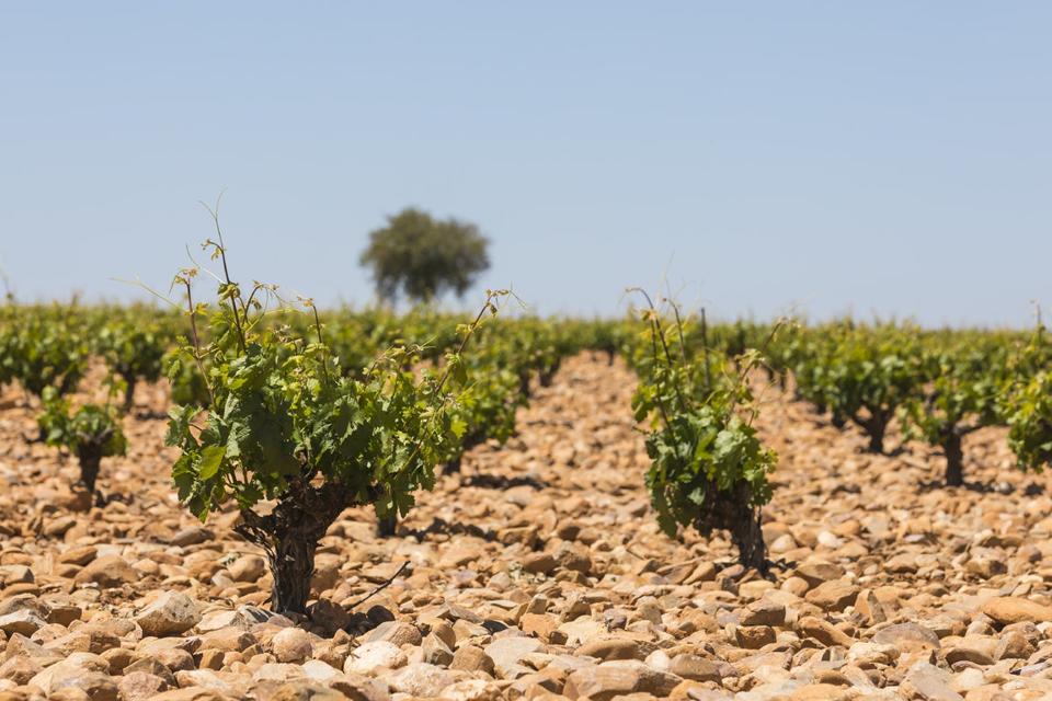 Vega Sicilia's Pintia Vineyards in Toro, Spain