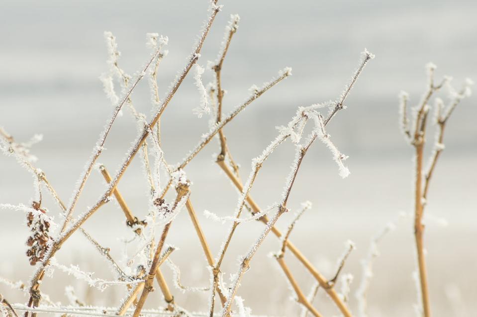 Vines in the Oremus Vineyards in Tokaj, Hungary during Winter
