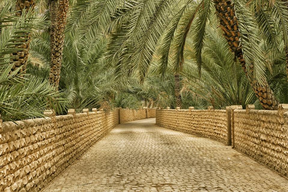 A tiled and walled walkway surrunded by date palms
