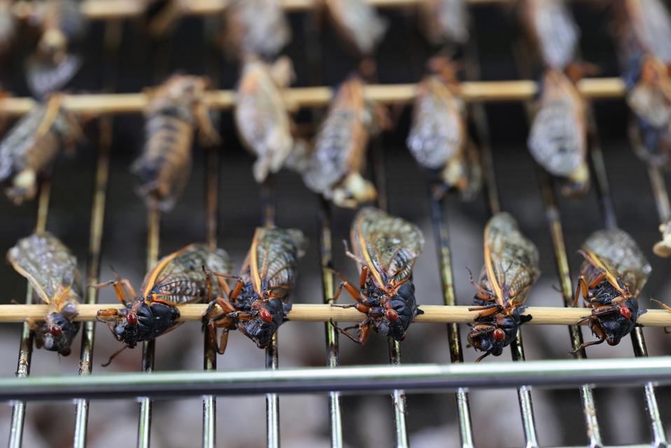 Brood X Cicadas Emerge After 17 Years Underground