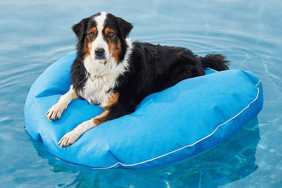 Dog Pool Float and Lounger, Large
