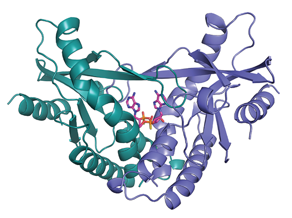 The crystal structure of human STING