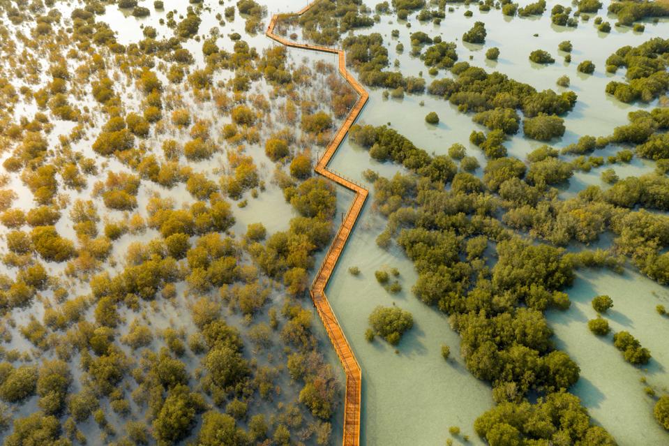 An arial shot of green mangrove trees in pale green water; through the center of the frame is a wooden boardwalk that twists at right angles through the mangroves.