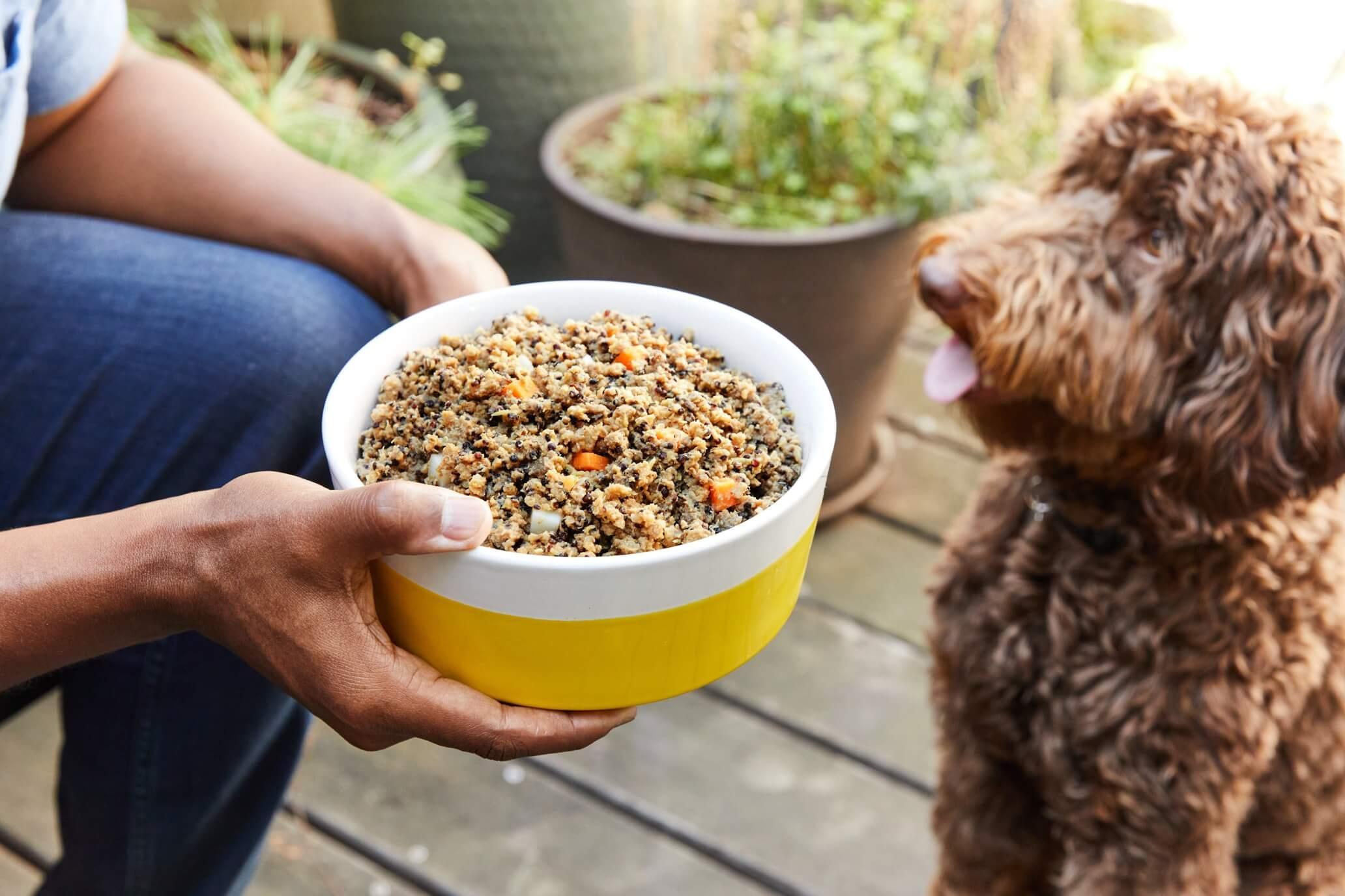 5 Fresh Dog Food Delivery Options For Your Pup - Vimarsana News