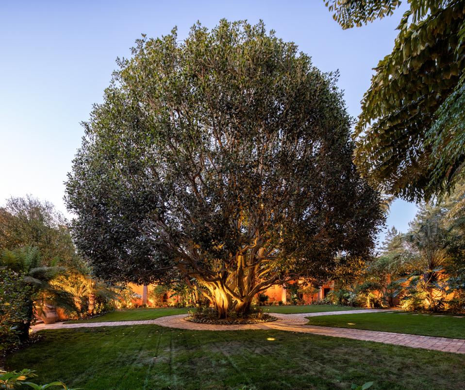 trophy ficus tree in rancho santa fe villa nafissa estate