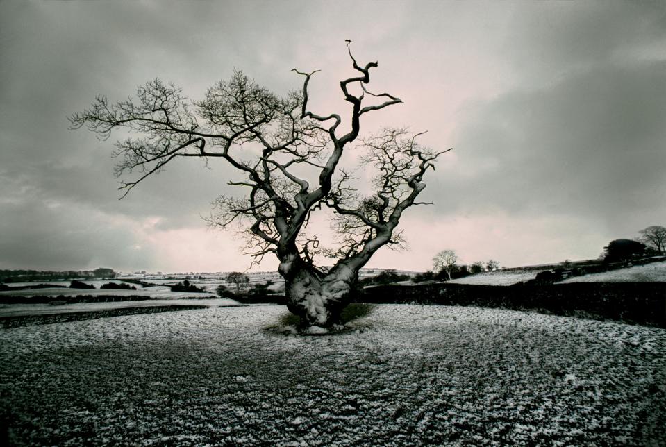 Oak tree with snow, Derbyshire, England, 1977