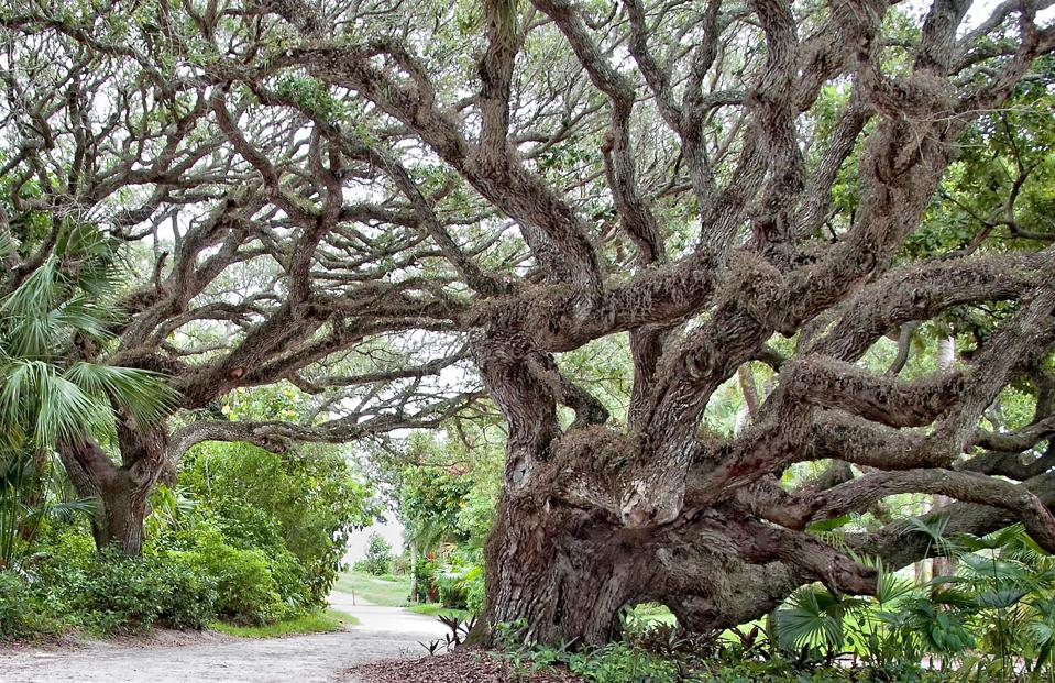 Oak Trees in riomar vero beach florida neighborhood