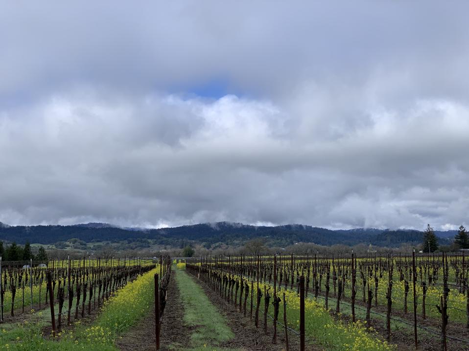 J Vineyards