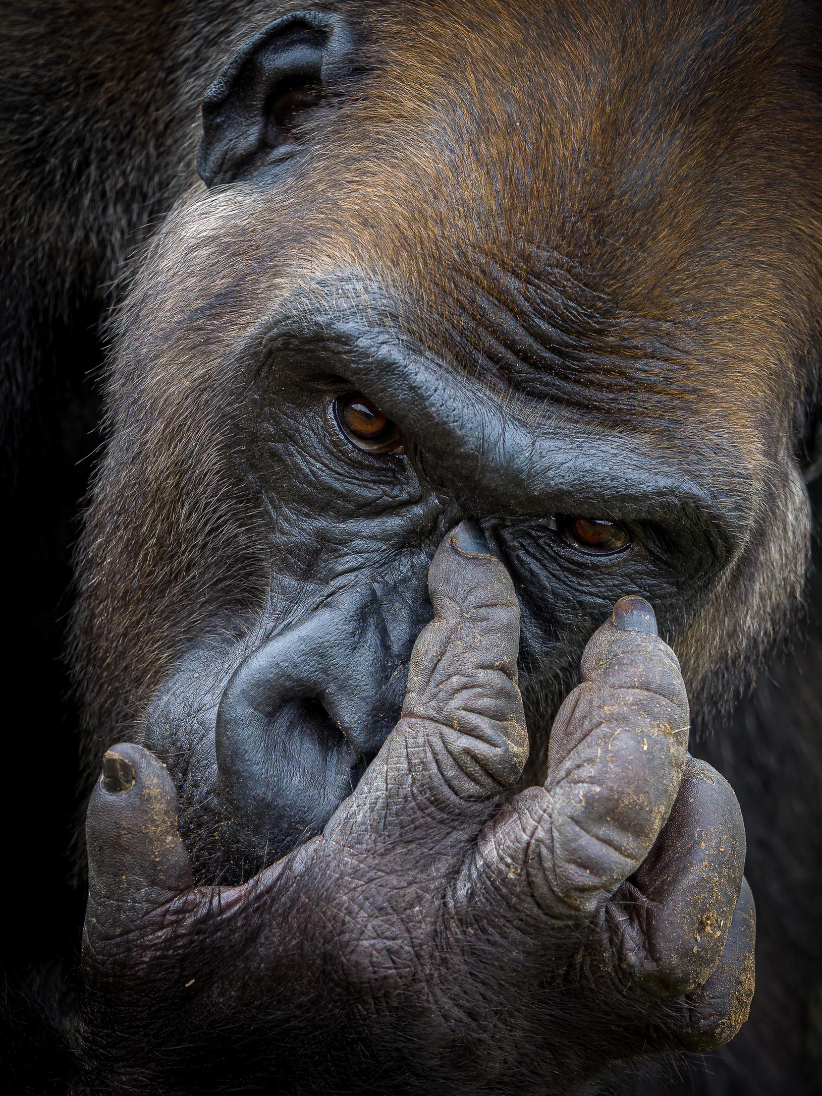 20 Great Wildlife Photo Winners Of Nature TTL Photographer Of The Year - Vimarsana News