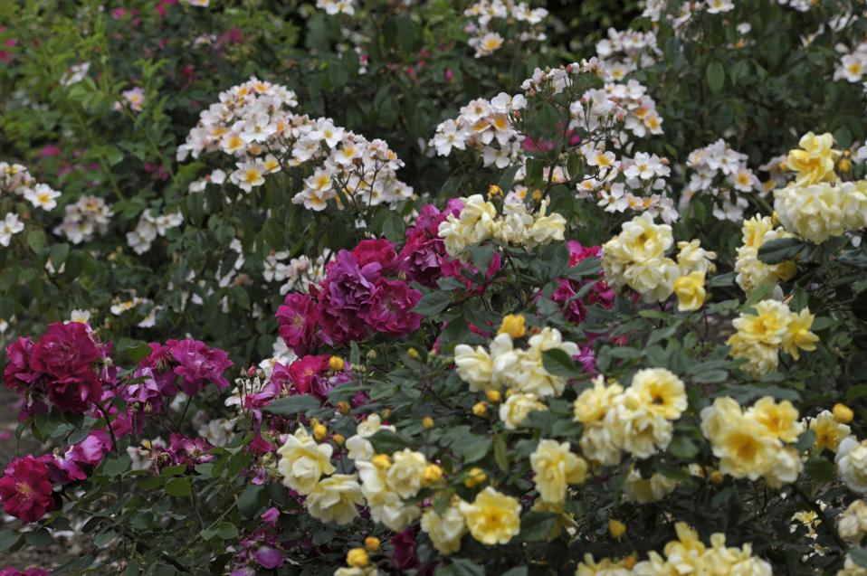 A flowering rose garden. Rose is a key scent in the Science of Wellness.