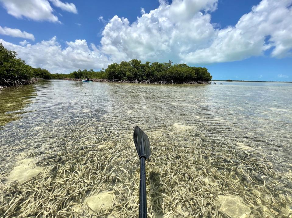 Kayaking in the flats around Parrot Cay with Jimmy (2021).