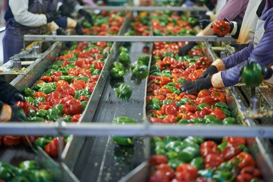 Sorting vegetables on a conveyor belt.