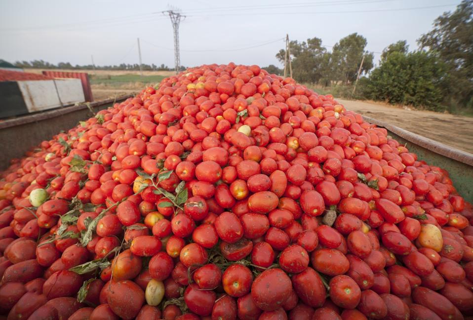 Just harvested loaded gondola tank at tomato field