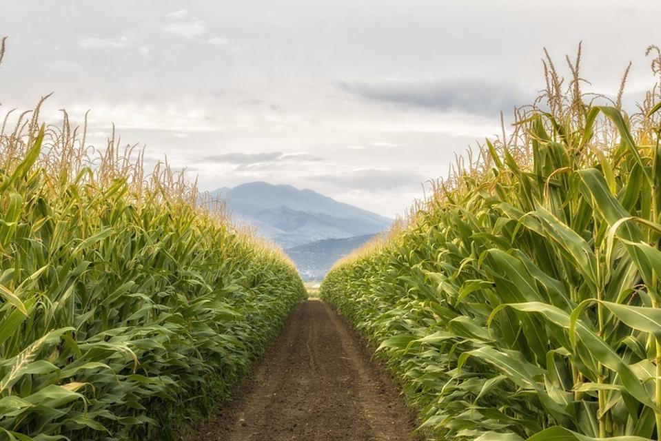 Corn field