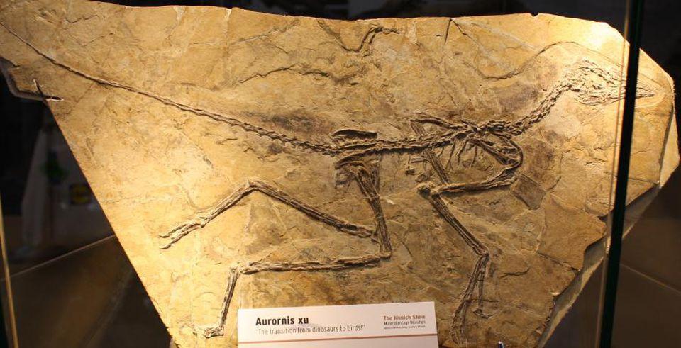 Il dinosauro Aurornis xu del periodo Cretaceo della Cina.