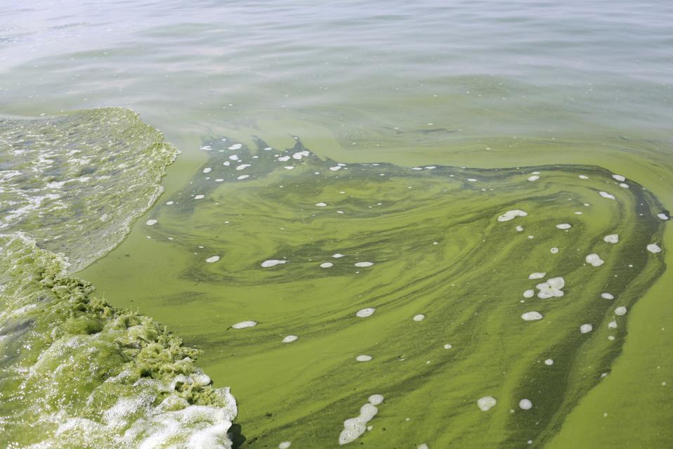 Lake Erie Algae