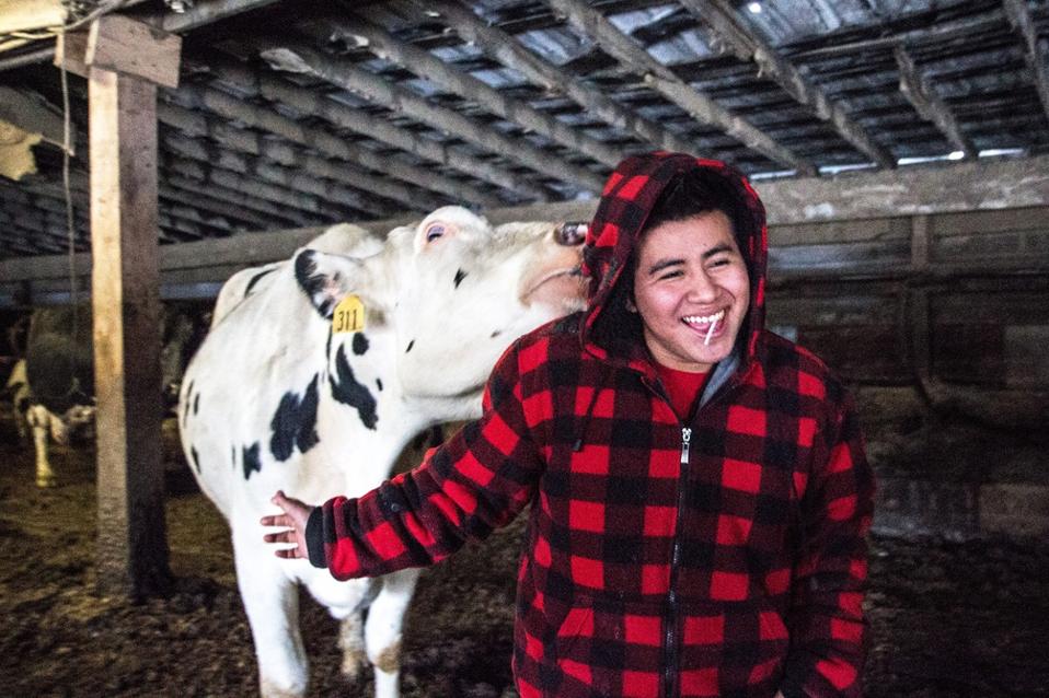 Dairy farmworker in Vermont.