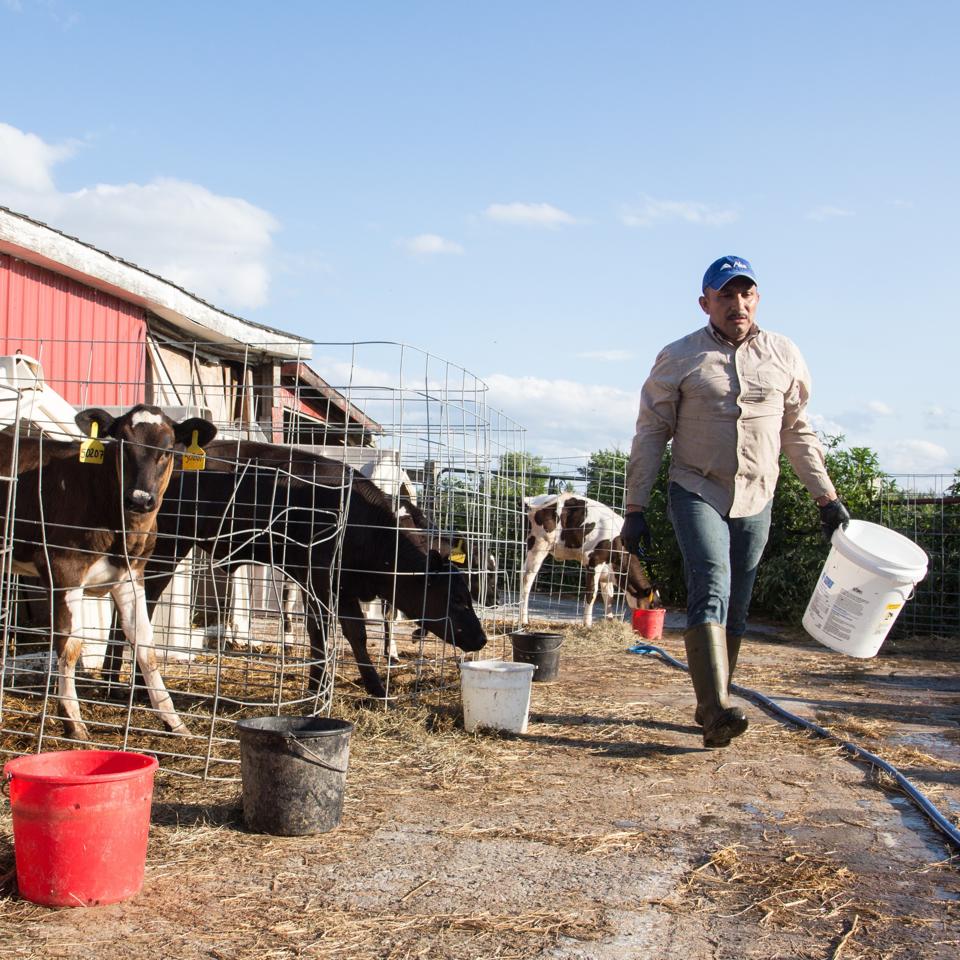 Dairy farmworker in Vermont.