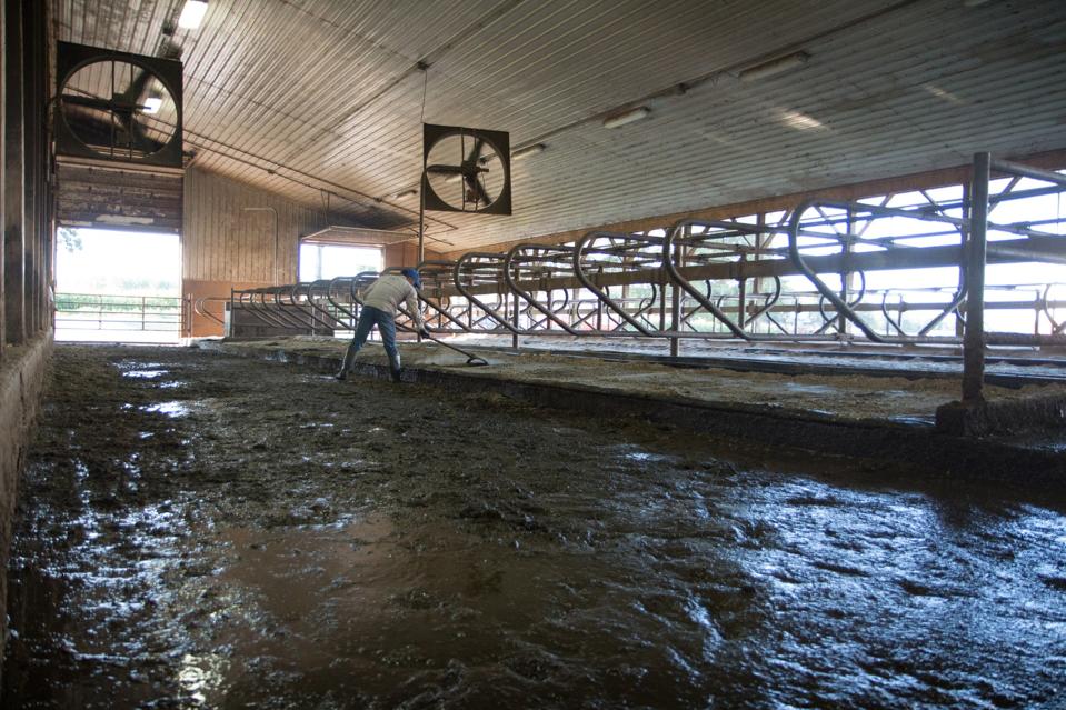 Dairy farming is hard work.