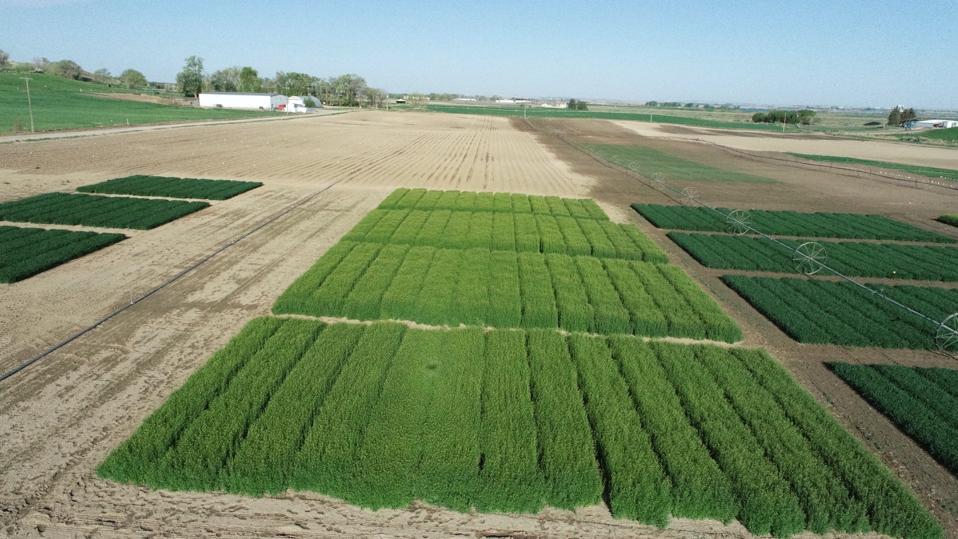 Yield10 Bioscience's winter Camelina field trials in 2021. 
