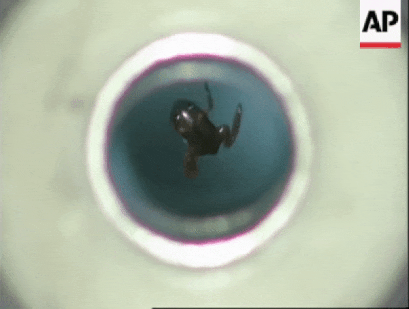 Short clip of a levitating from from Dr. Andre Geim's lab, circa 1997.