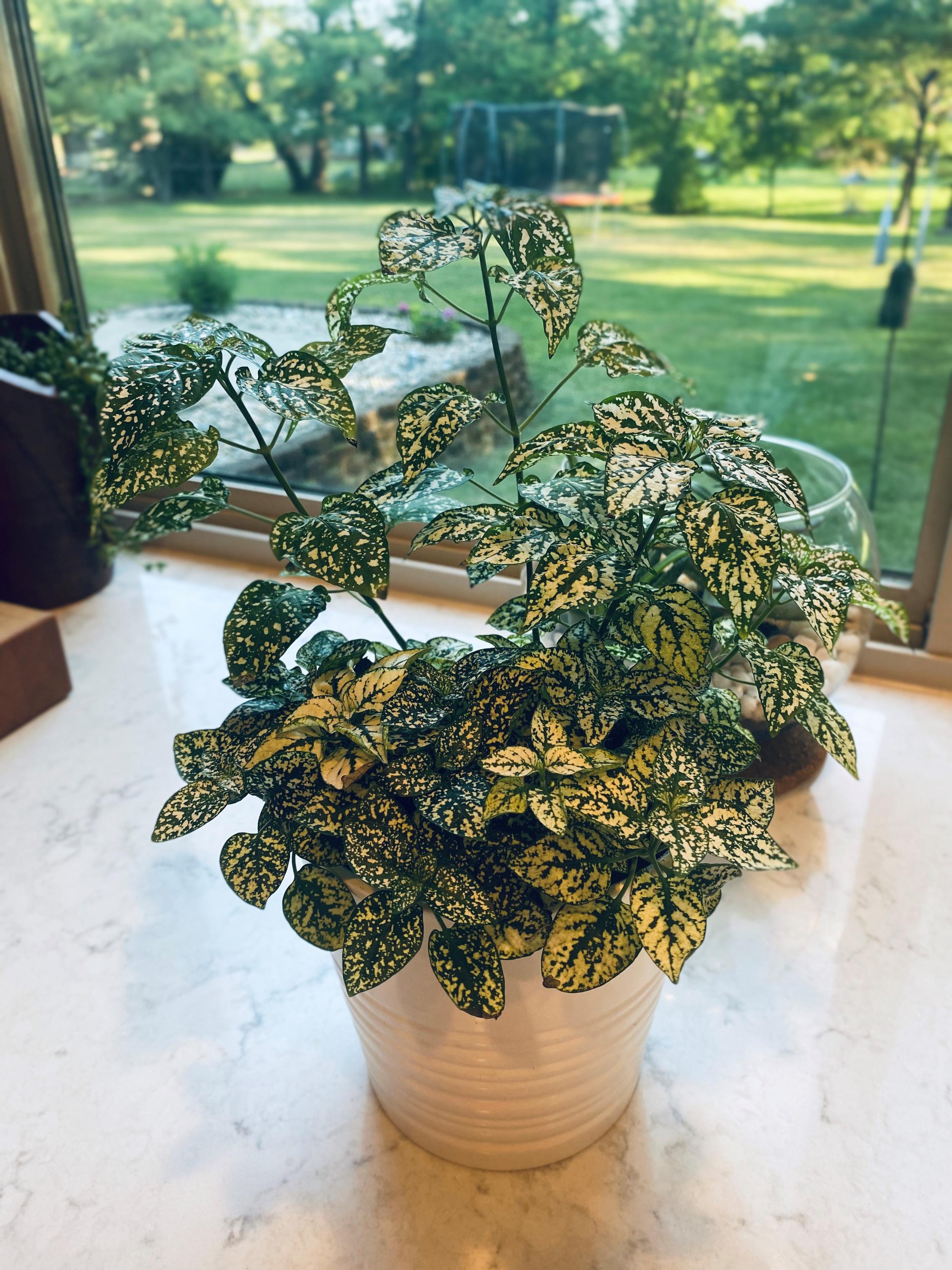 How Is Retirement Planning Like Growing A Houseplant?