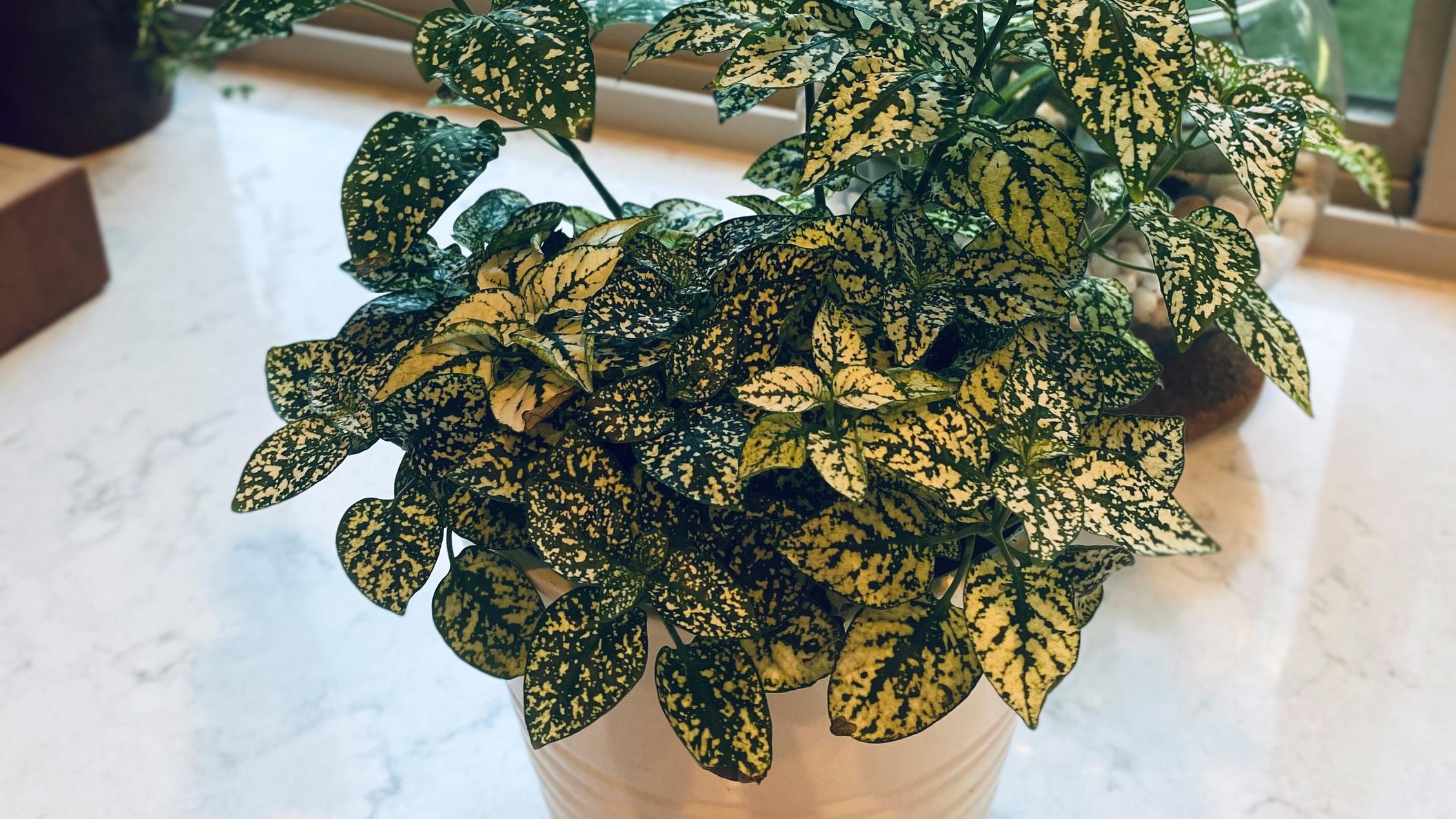 How Is Retirement Planning Like Growing A Houseplant?