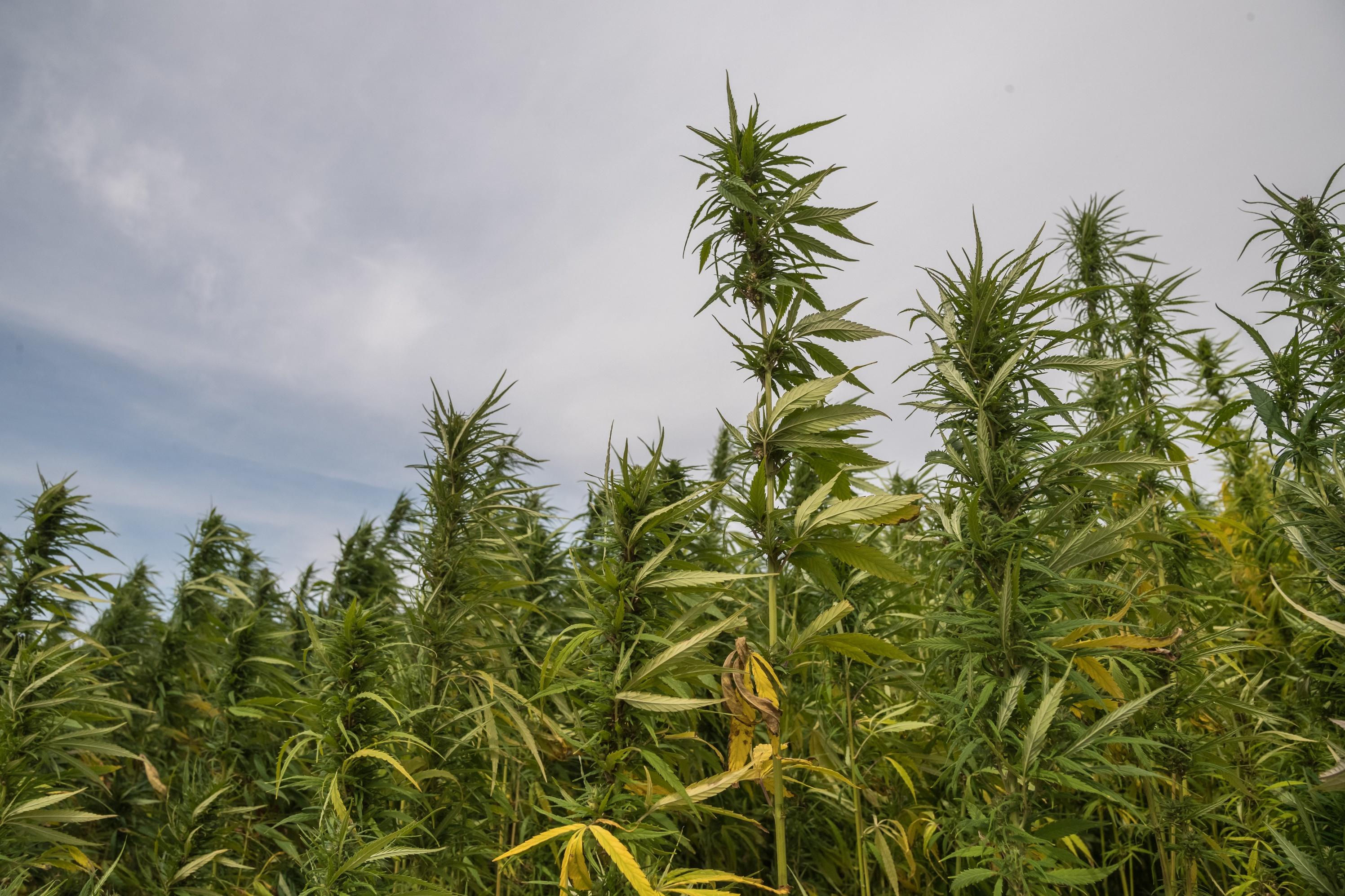 The Fight Over Delta-8-THC Products Is A Battle For The Future Of The Cannabis Industry - Vimarsana News