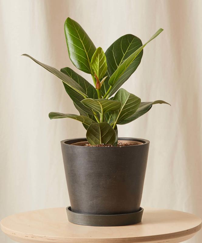 https://specials-images.forbesimg.com/imageserve/60e87ae9b2402b1cc11b4a19/Where-to-buy-plants-online--Bloomscape-Potted-Little-Ficus-Audrey-Indoor-Plant/0x800.jpg?cropX1=0&cropX2=1427&cropY1=0&cropY2=1715