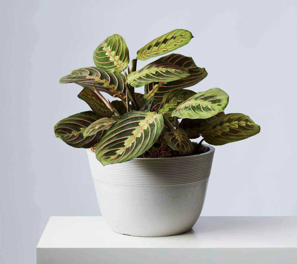 17 Best Places To Buy Indoor Plants Online