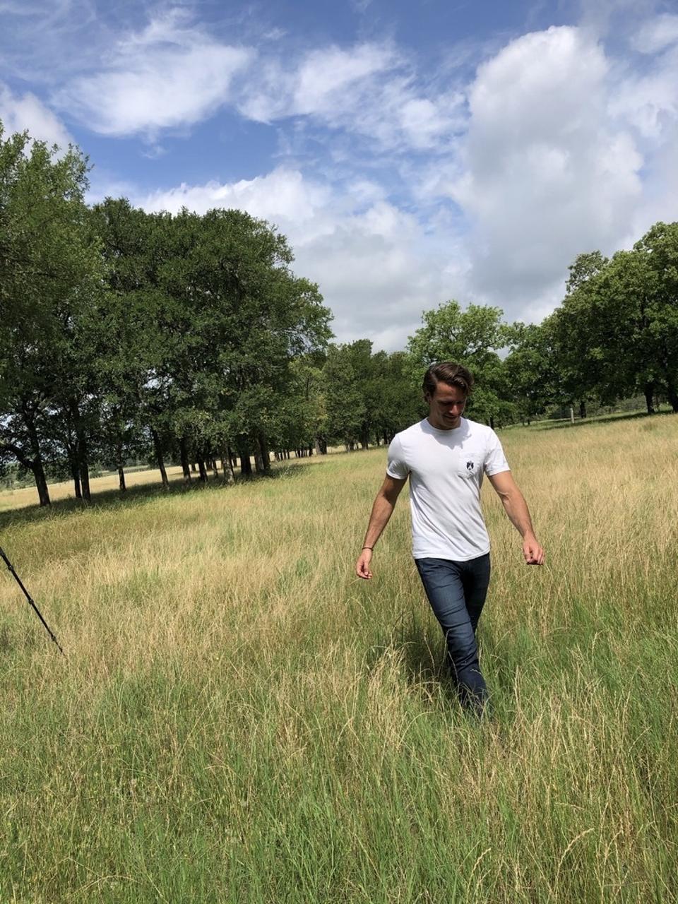 Mares walks in a field of grass