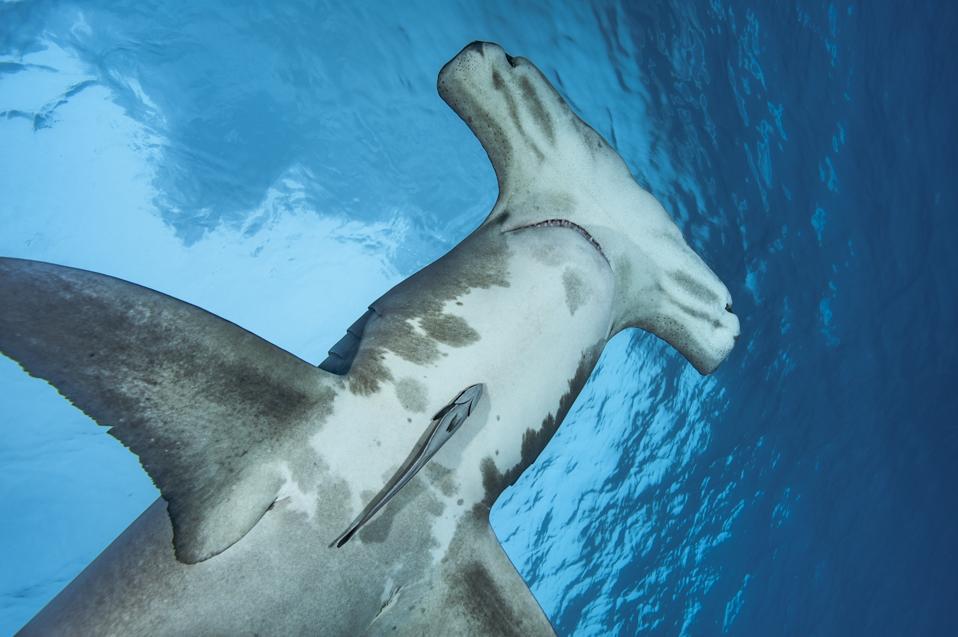Hammerhead Shark Nursery Discovered In Florida's Biscayne Bay