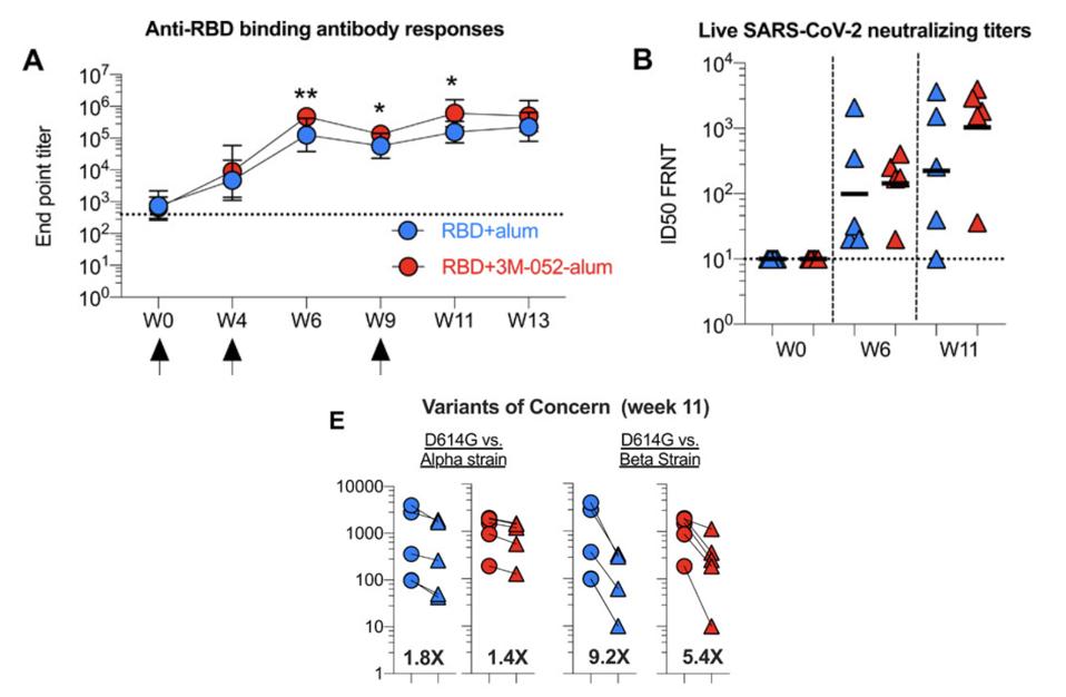 Red dots indicate antibody titers generated by RBD+3M-052-alum subunit vaccine