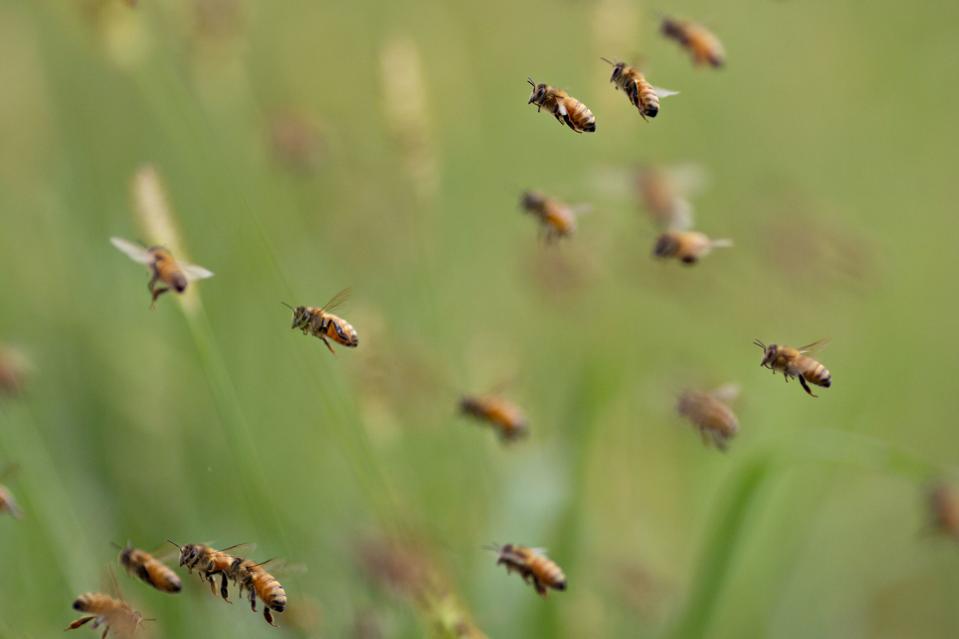 Here Is A Fully Autonomous AI-Powered Beehive That…