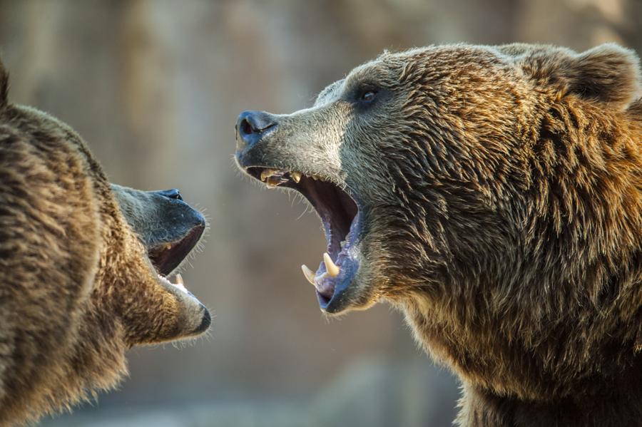 Bear Market Playbook: Favor Stocks Over Bonds