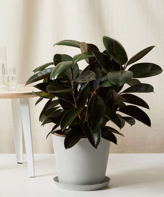 20 Of The Best Indoor Plants According To Plant Experts 2022 Indoor Plant Trends