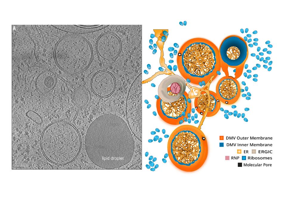 Coronavirus-induced DMVs revealed by cryo-ET.