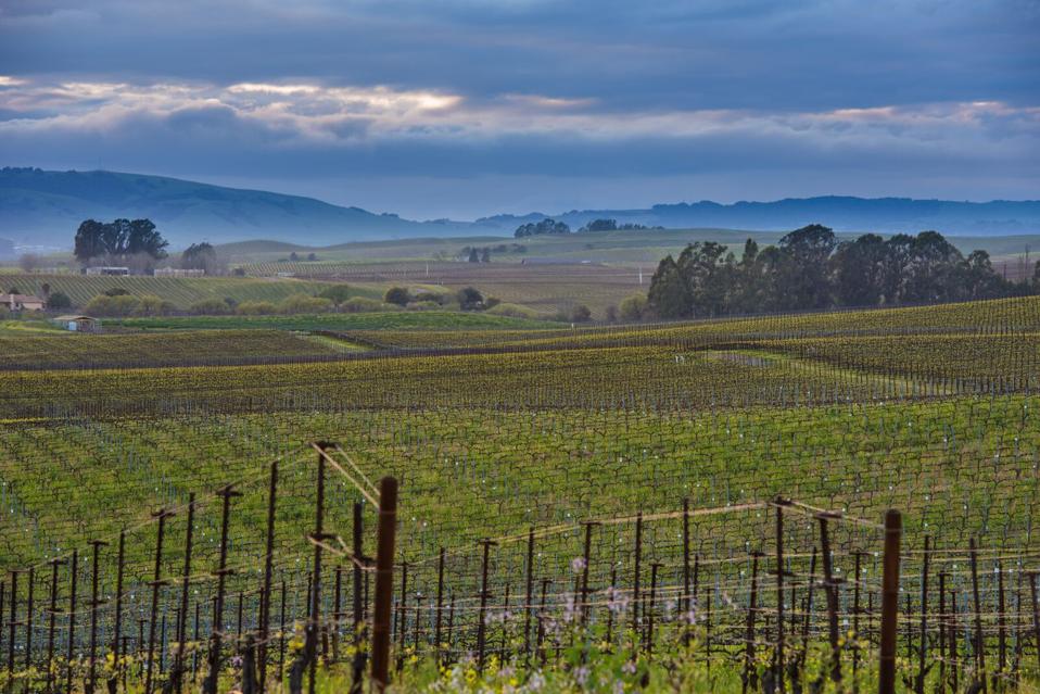 Bouchaine Vineyard in Carneros, Napa Valley, California 