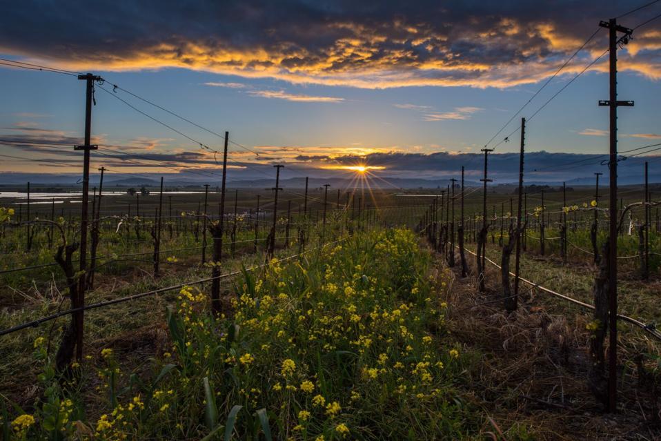 View from Bouchaine vineyards in Carneros, Napa Valley, California