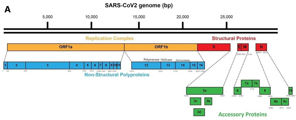 Figure 1: Schematic of the SARS-CoV-2 viral genome.