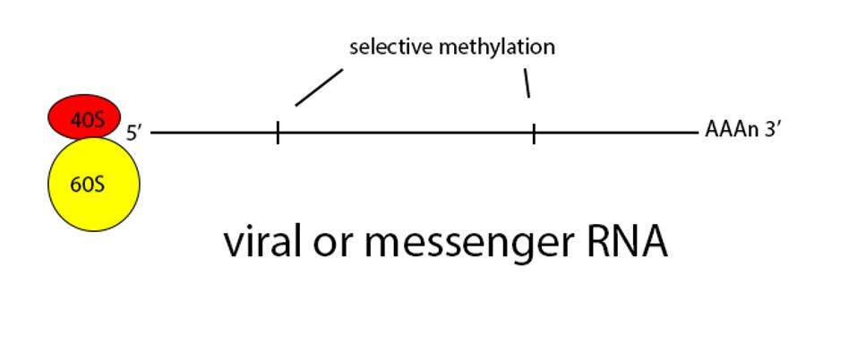 Figure 2: Schematic diagram of translation.