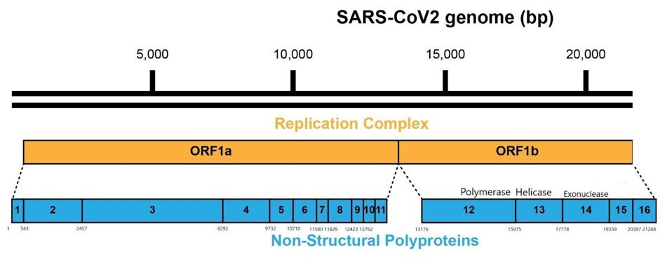 Figure 3: A schematic representation of the SARS-CoV-2 genome and polyproteins Orf1a and Orf1b.