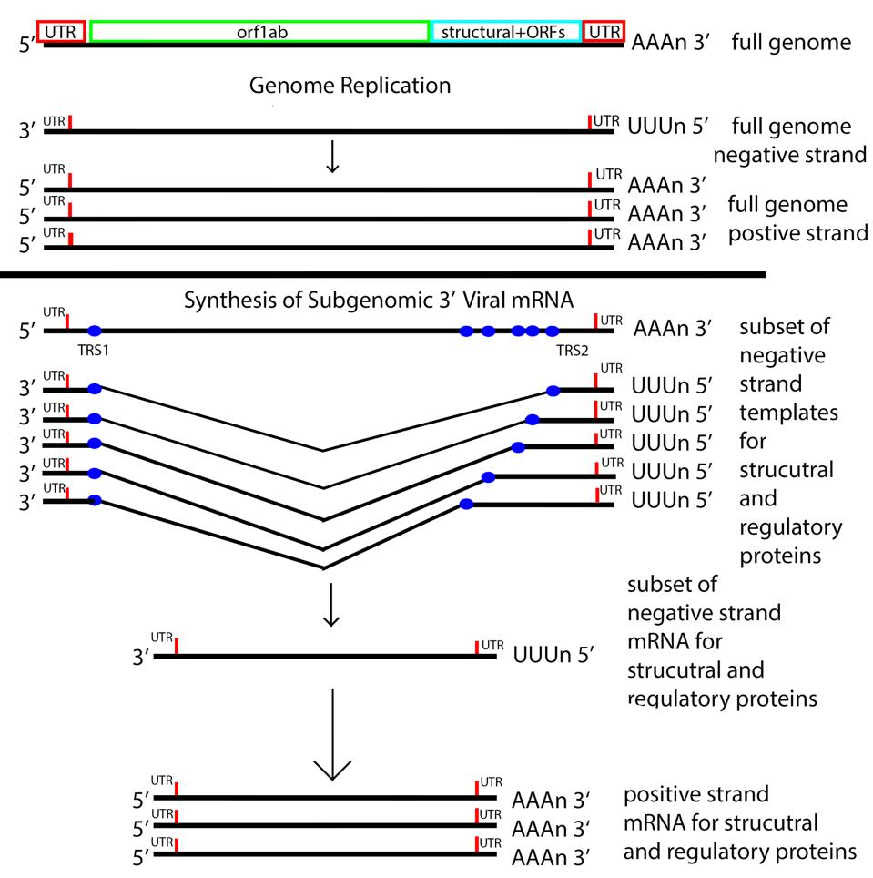 The messenger RNA replication and transcription strategy of SARS-CoV-2.