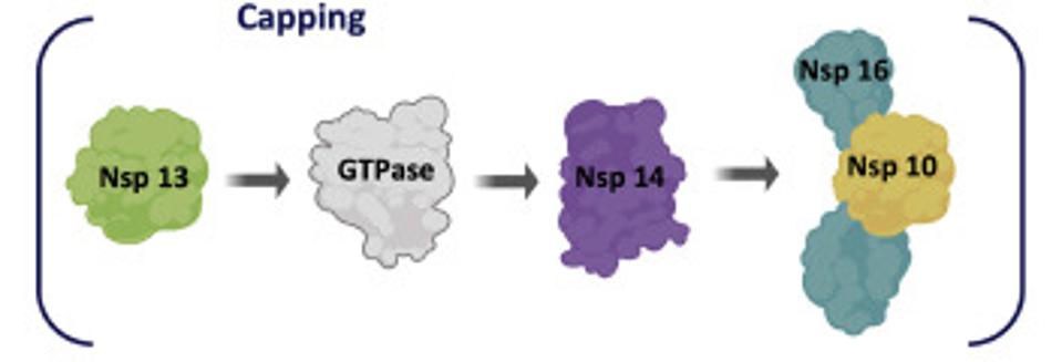 Figure 4: Nonstructural proteins that participate in formation of the cap and methylation complex. 