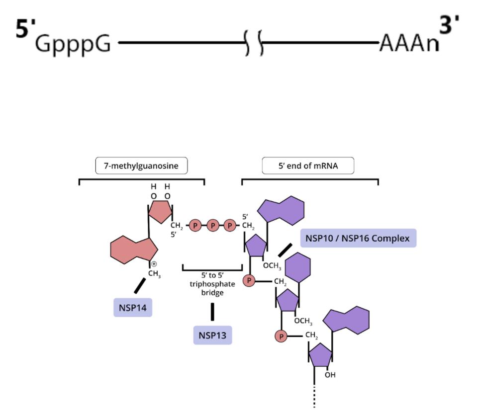 Capping and methylation