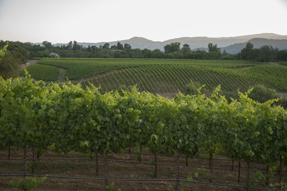 ThalesVineyard2014