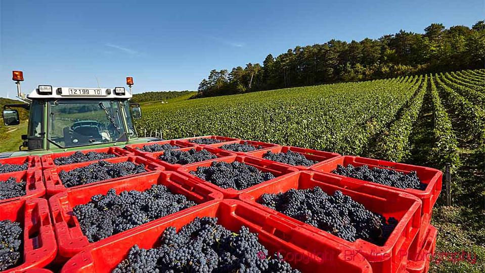 Harvested grapes, pinot noir, in the Cote des Bar