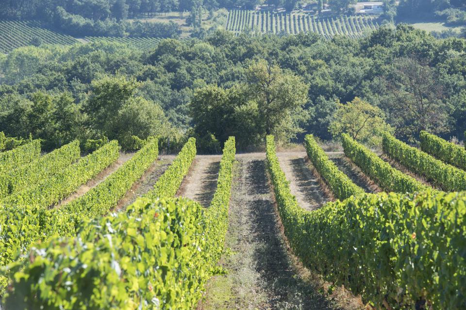 Vines in Bergerac wine region