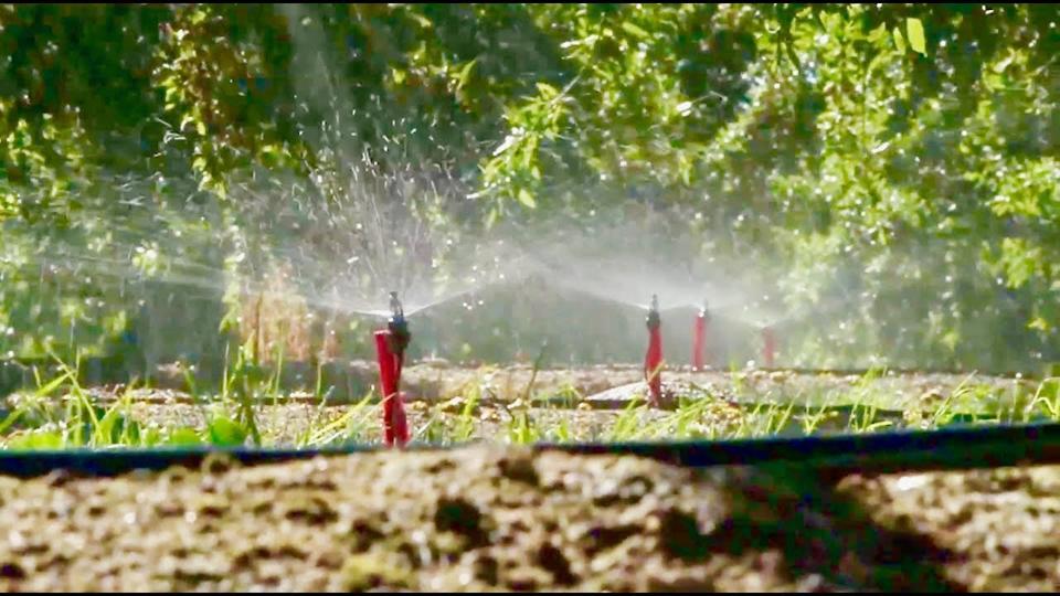 micro irrigation being applied to almonds